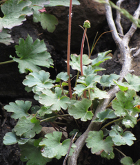 Heuchera parvifolia