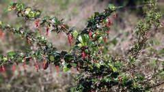 Ribes speciosum