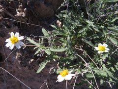 Melampodium cinereum