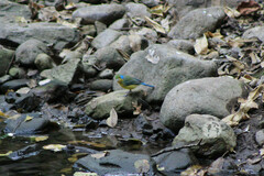 Passerina leclancherii