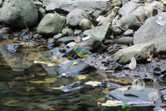 Passerina leclancherii