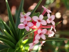 Pimelea alpina