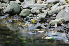 Passerina leclancherii