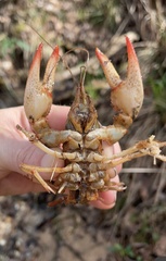 Lacunicambarus dalyae