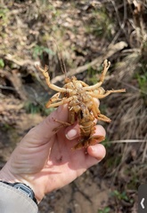 Lacunicambarus dalyae