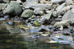 Passerina leclancherii