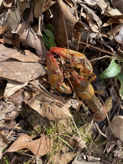 Lacunicambarus dalyae