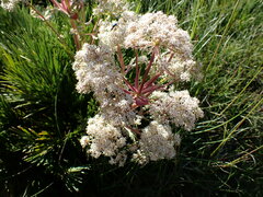 Aciphylla glacialis