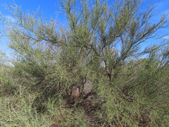 Parkinsonia texana