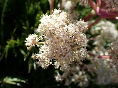 Aciphylla glacialis