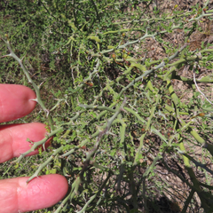 Parkinsonia texana