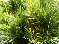 Aciphylla glacialis