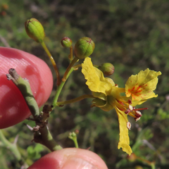 Parkinsonia texana