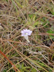 Pinguicula caerulea