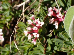 Pimelea alpina
