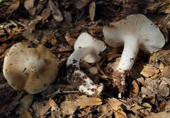 Hygrophorus