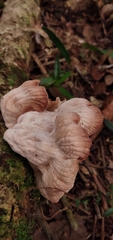 Marasmiellus