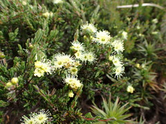 Kunzea muelleri