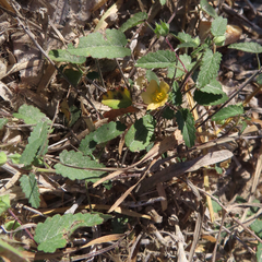 Sida abutifolia