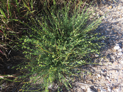 Thamnosma texana