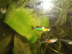 Poecilia wingei