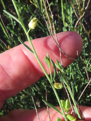 Thamnosma texana