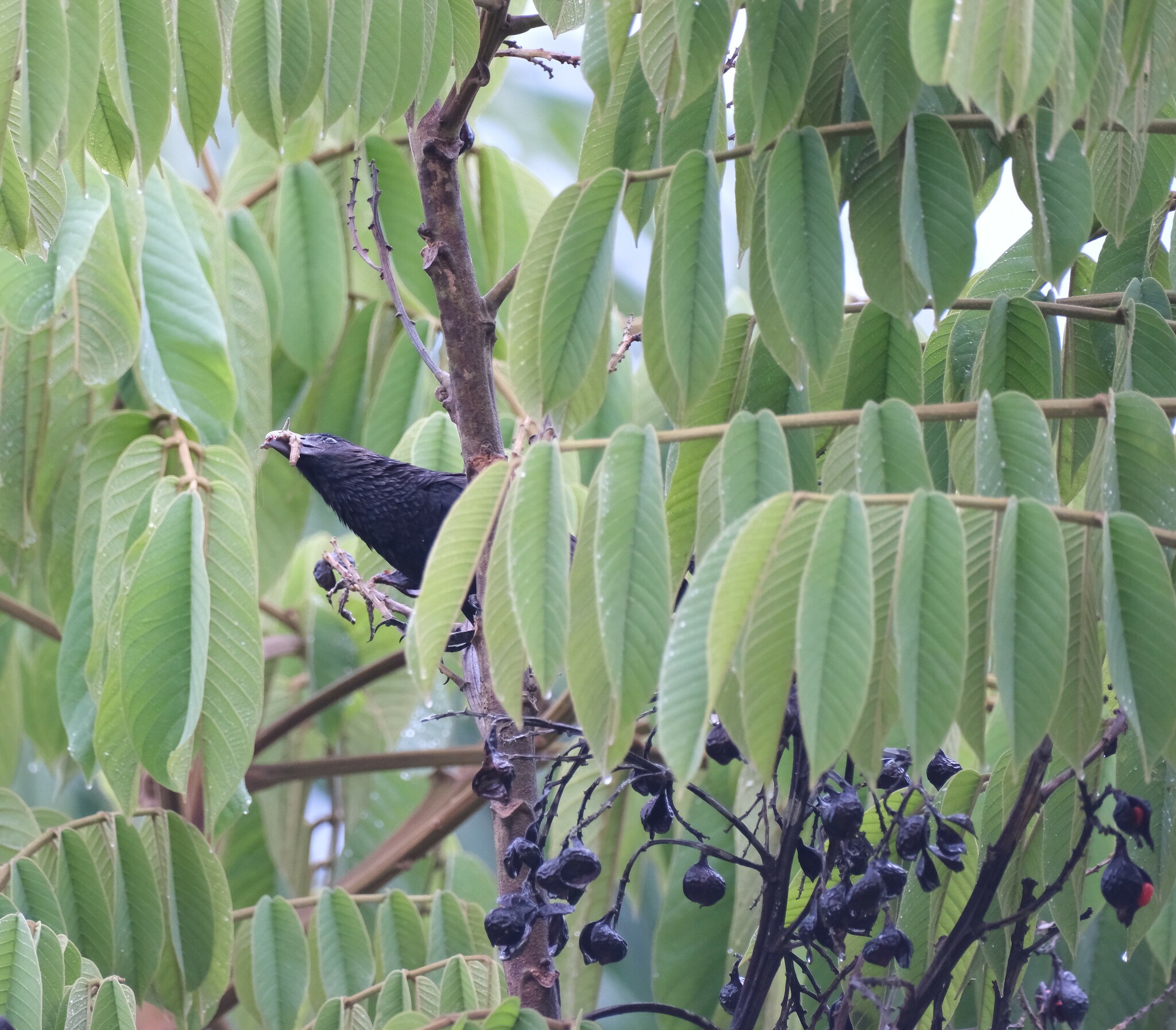 garrapatero pico liso, smooth-billed ani