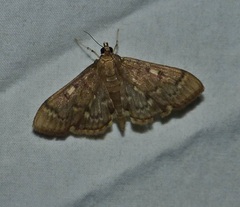 Herpetogramma aeglealis