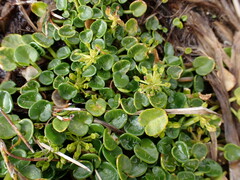 Diplaspis nivis