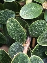 Eurytetranychus buxi