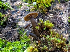 Entolomataceae