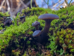 Entolomataceae