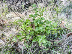 Tauschia arguta