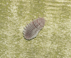 Coelostomidia zealandica