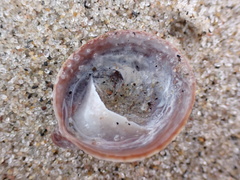 Crepidula convexa