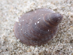 Crepidula convexa
