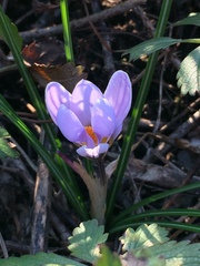 Crocus biflorus