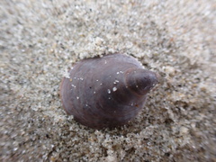 Crepidula convexa