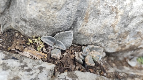 Lenophyllum guttatum, photograph 6