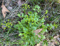 Tauschia arguta