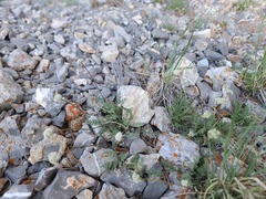 Cymopterus nivalis