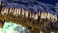 Steccherinaceae