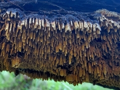 Steccherinaceae