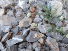 Cymopterus nivalis
