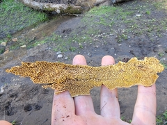 Steccherinaceae