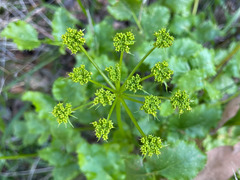 Tauschia arguta