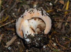 Lactifluus clarkeae