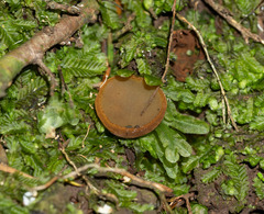 Aleurina