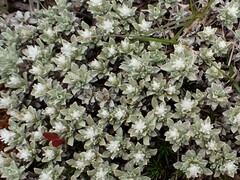 Ewartia nubigena