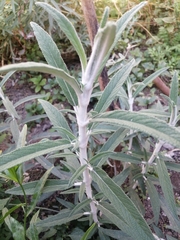 Salvia leucantha